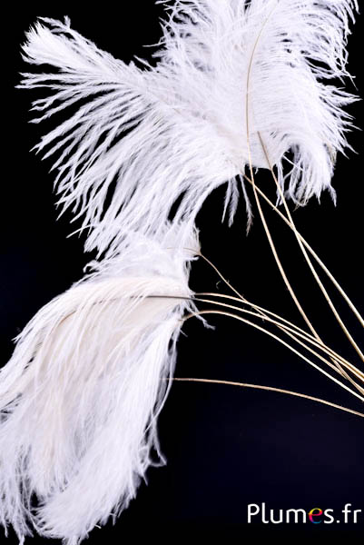 Panicule struzzo calamo dorato - 30-40 cm - bianco